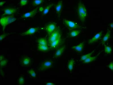 NOD8 / NLRP10 Antibody
