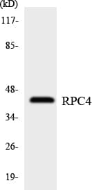 Polyclonal Rabbit anti-Human POLR3D Antibody (aa265-314, WB)