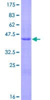 Human PLA2G12A Protein (Recombinant GST)