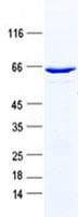 Human CCDC59 Protein (Recombinant GST, N-terminus + His, C-terminus)