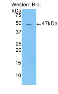 LRG1 / LRG Antibody (aa154-332, Cy3)