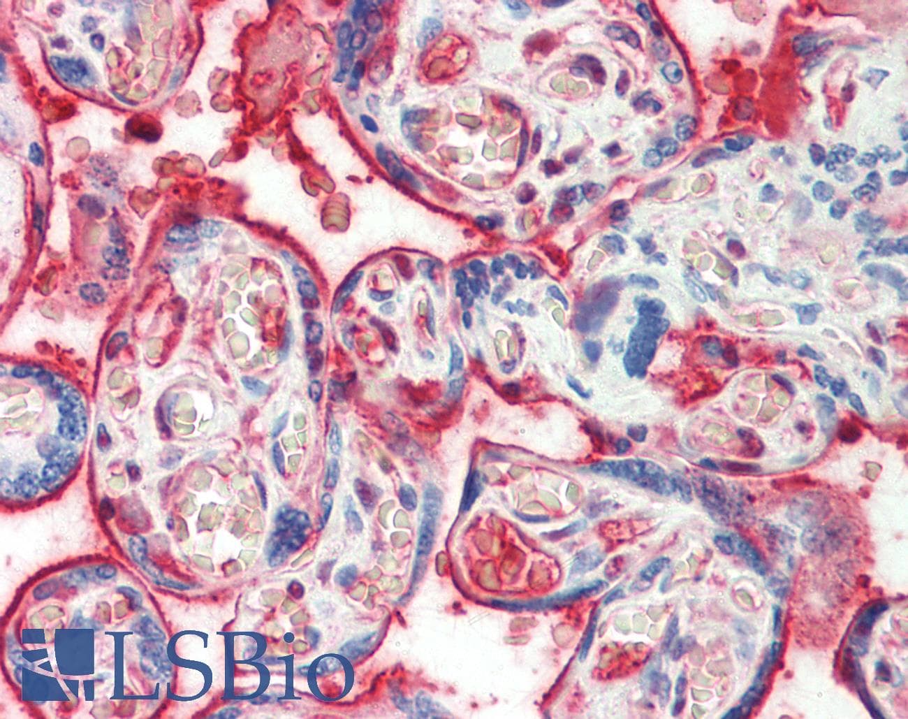 IHC-plus™ F11 / FXI / Factor XI Antibody