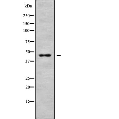 GORASP1 / GRASP65 Antibody