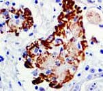 Complement C3d Antibody