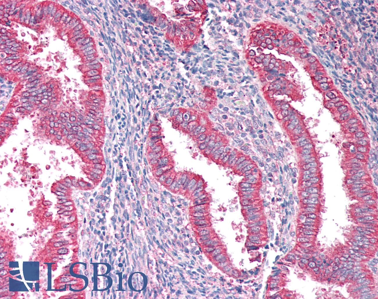 IHC-plus™ PAICS / ADE2 Antibody
