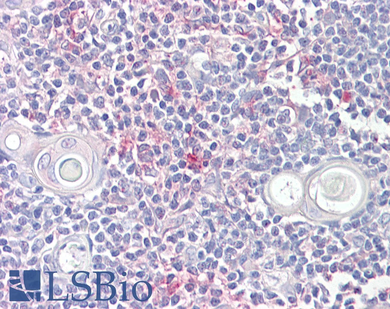 IHC-plus™ LITAF Antibody (aa51-64)