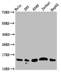 HIST1H2AI Antibody