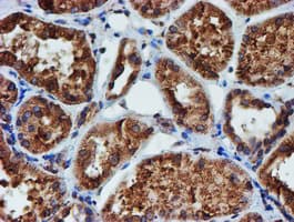 PDIA4 / ERP72 Antibody (clone OTI2A11)
