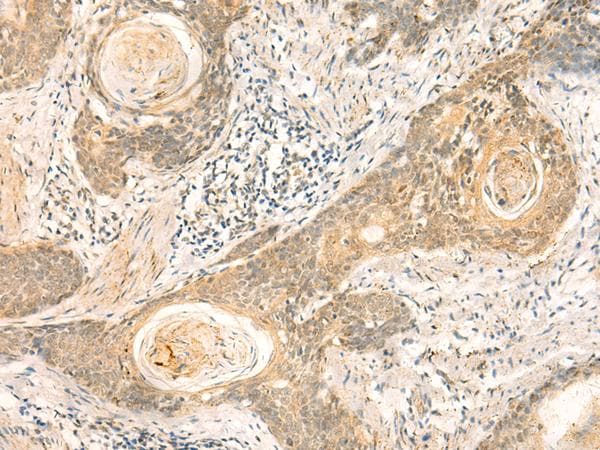 NIP7 Antibody