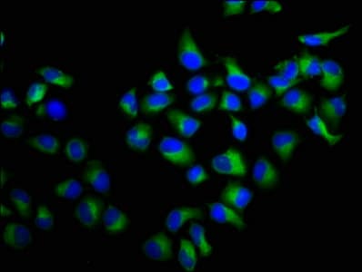 RALA / RAL Antibody
