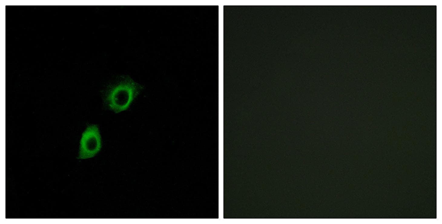INSL4 Antibody