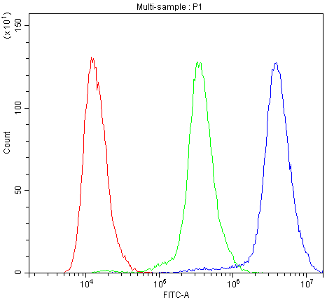 ACTN3 Antibody