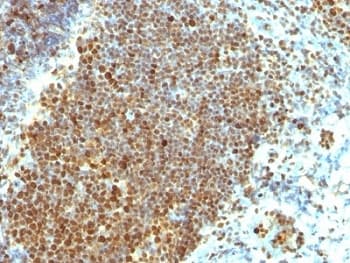 PCNA Antibody (clone PCNA/694, Ready-to-Use)
