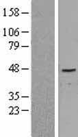 Human NR5A2 / LRH-1 Protein (Over-Expression Lysate Myc-DDK (Flag))