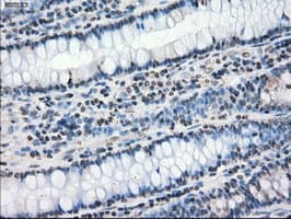 PPP5C Antibody (clone OTI1G2)