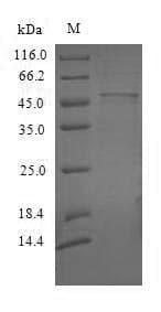 Oryza sativa LOC_Os03g15710 Protein (Recombinant 6His, N-terminus)