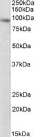 IHC-plus™ DTX3 Antibody (aa19-30)
