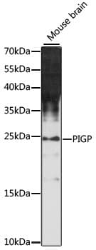 PIGP Antibody