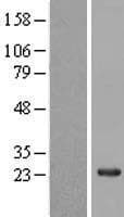 NAP1L5 Protein (Over-Expression Lysate Myc-DDK (Flag))