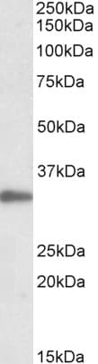 PathPlus™ PCNA Antibody (aa111-122)