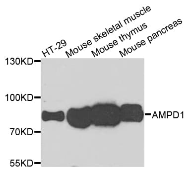 AMPD1 Antibody
