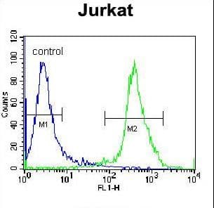 ZNF841 Antibody (aa34-63)