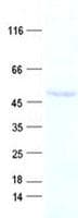 Human KRT31 / Keratin 31 / KRTHA1 Protein (Recombinant His, N-Terminal)