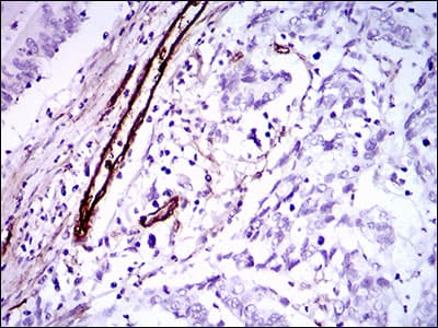 GSC / Goosecoid Antibody (aa191-257, clone 4C5D5)