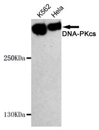 PRKDC / DNA-PKcs Antibody