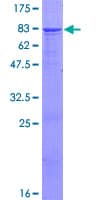 Human IGHG4 Protein (Recombinant GST)