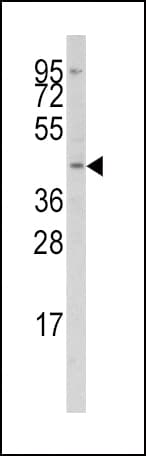 ICSBP / IRF8 Antibody (aa241-269)