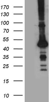 STBD1 Antibody (aa24-358, clone OTI6E9)