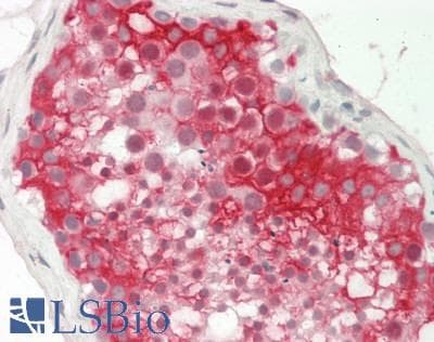 Osteonectin / SPARC Antibody (clone 2B1, Carrier-free)