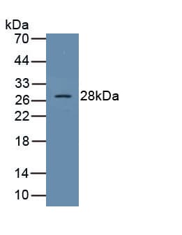 SOCS1 Antibody