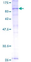 Human ABCB7 Protein (Recombinant GST)