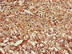 NPSR1 / NPSR / GPR154 Antibody