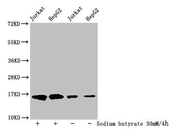 HIST1H3A Antibody