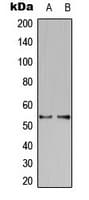 KCNS2 Antibody (Internal)