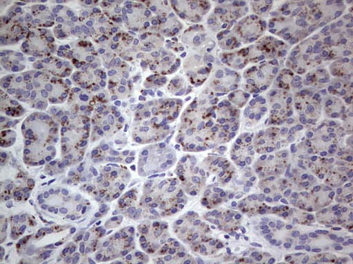 Monoclonal Mouse anti-Human PLAU / Urokinase / uPA Antibody (clone OTI5H4, aa107-379, IHC, WB)
