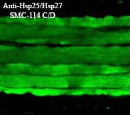 HSPB1 / HSP27 Antibody (clone 8A7, PerCP)