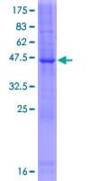 Human LYZL1 Protein (Recombinant GST)
