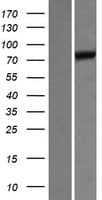 UNC84B / SUN2 Protein (Over-Expression Lysate Myc-DDK (Flag))