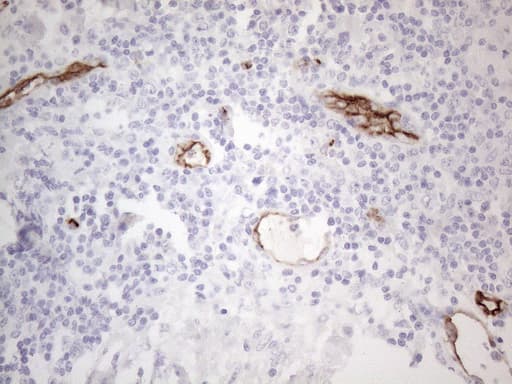 CD34 Antibody (aa312-385, clone OTI11A5)