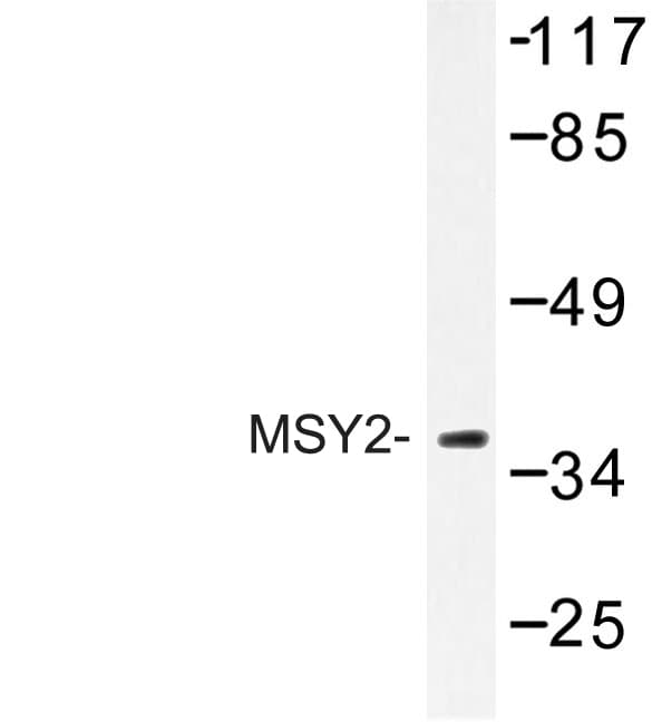 MSY2 / YBX2 Antibody (Gly311)