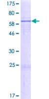 Human NSUN4 Protein (Recombinant GST)