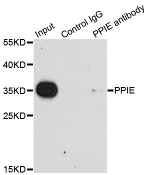 Polyclonal Rabbit anti-Human PPIE / Cyclophilin E Antibody (IHC, WB)
