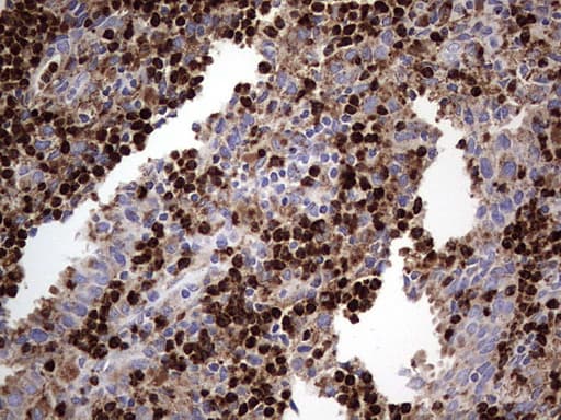 Monoclonal Mouse anti-Human CD63 Antibody (clone OTI5E5, IHC, WB)