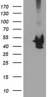 KCNAB1 Antibody (clone OTI7C7)