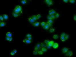 FAHD2A Antibody (clone OTI9B5, Carrier-free)