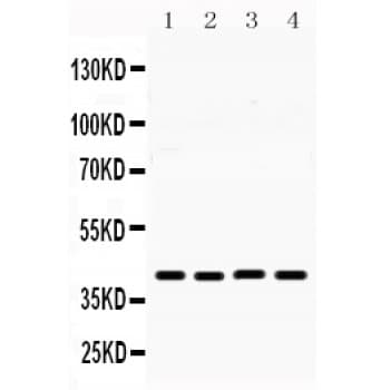 MICB Antibody (aa23-48)